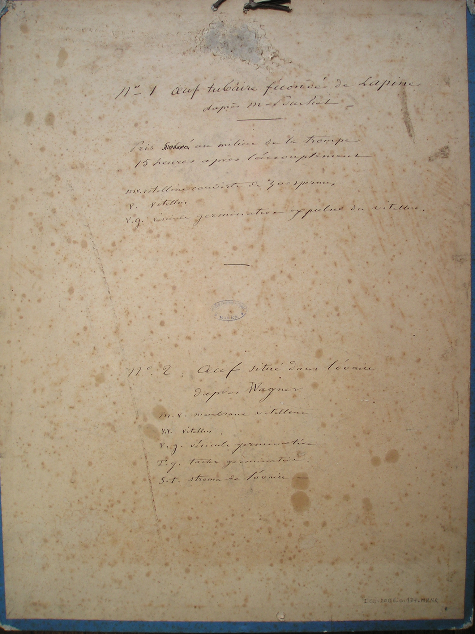 n° 1 œuf tubaire fécondé de lapine d'après m. Pouchet - n° 2 œuf situé dans l'ovaire d'après Wagner